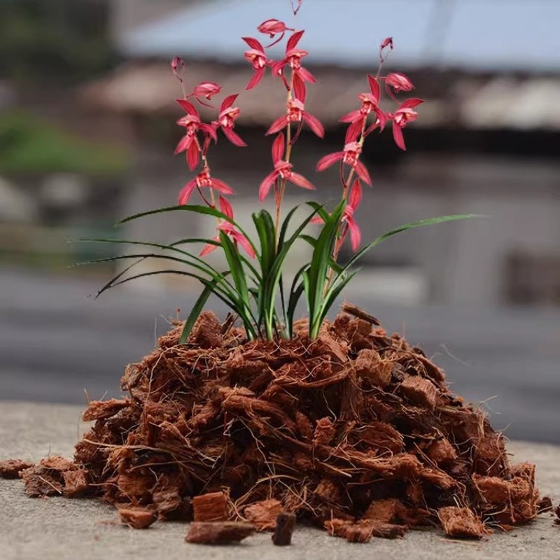 Coconut Coir Brick with Organi - đánh giá và giá Sphagnum Moss Dry