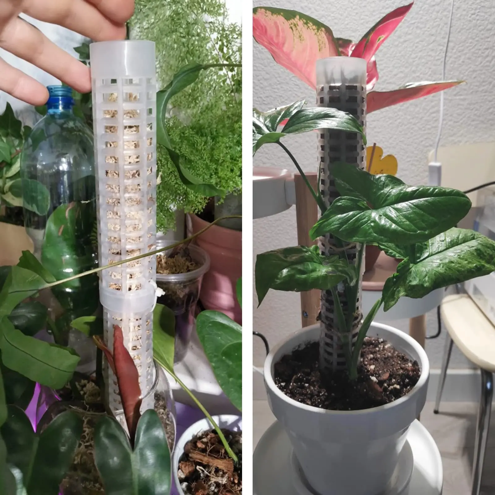 Plastic Plant Climbing Column  - đánh giá và giá Sphagnum Moss Dry